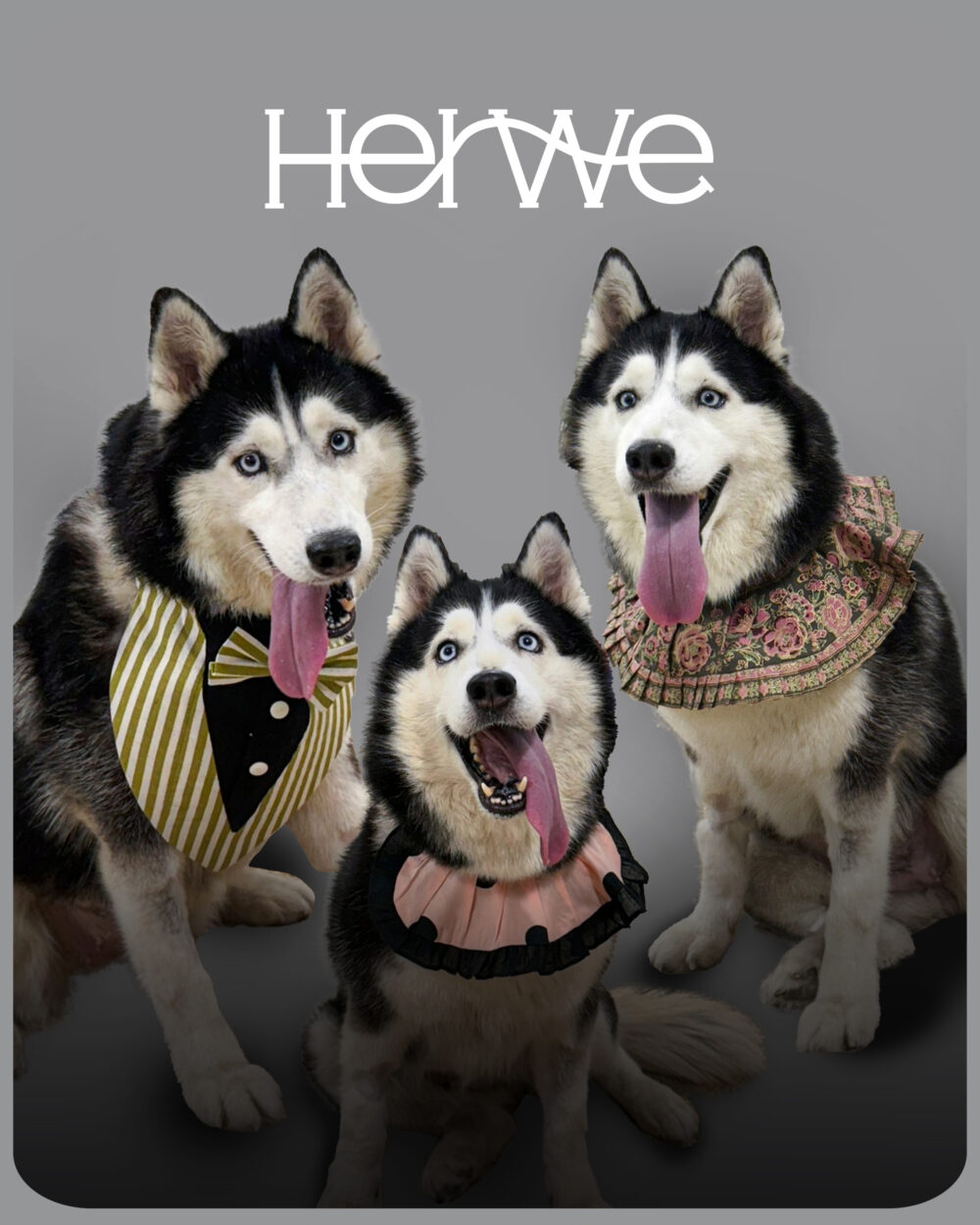 Zee dog Phantom Air Mesh Plus Harness For Dogs