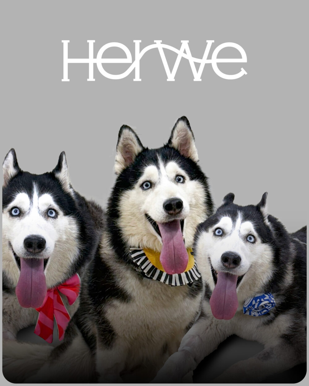 Zee dog Phantom Air Mesh Plus Harness For Dogs