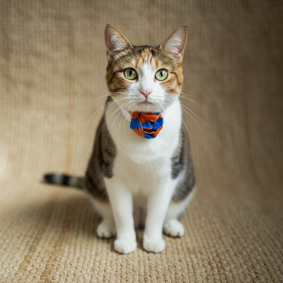 Pets Flower Pets Flower